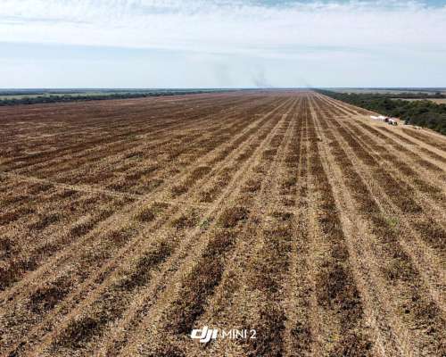 1000 Has. en Directa Sobre Pavimento.