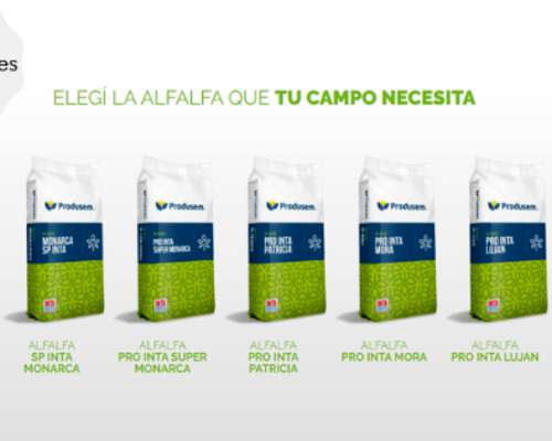 Alfalfas Produsem (victoria,monarca,patricia,carmina, Etc)