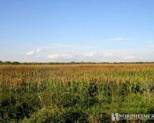 Colonia Dora, Avellaneda, Santiago del Estero - 644 Ha