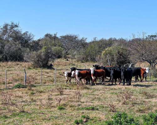 Pcia. de Entre Rios - San Jose de Feliciano 1960 Ha