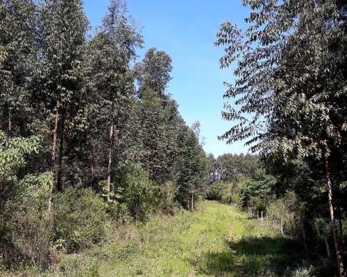 Loreto, San Miguel, Corrientes - 1.072 Ha