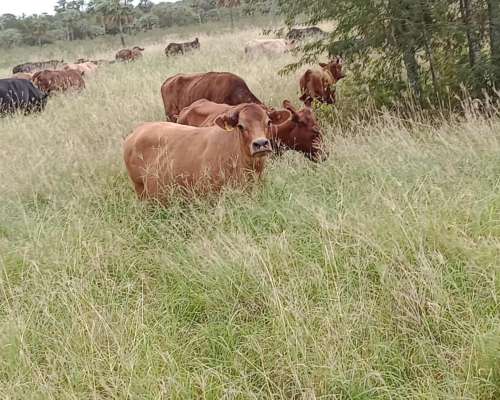 Estancia Ganadera en Alquiler