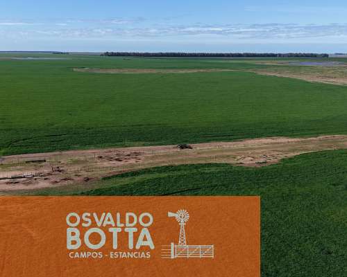 Campo Agricola en Venta, 600 Has Coronel Dorrego, BS AS