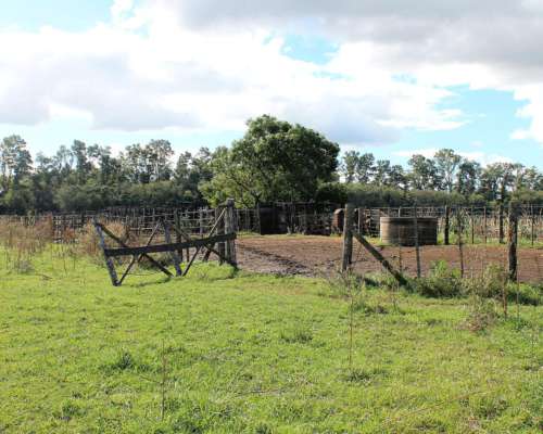 Ba3627 Venta Ganadero 491ha. Carmen de Areco, Buenos Aires