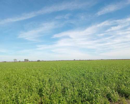 520 Ha Agrícolas en Venta Norte de Córdoba