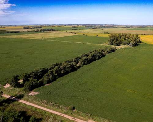 Campo en Venta Arrecifes 93ha