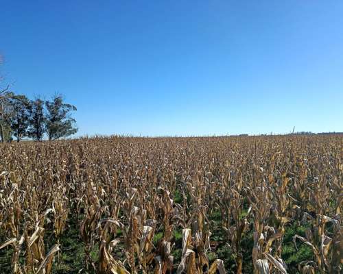207 Ha Agricola Ganadero-vivorata