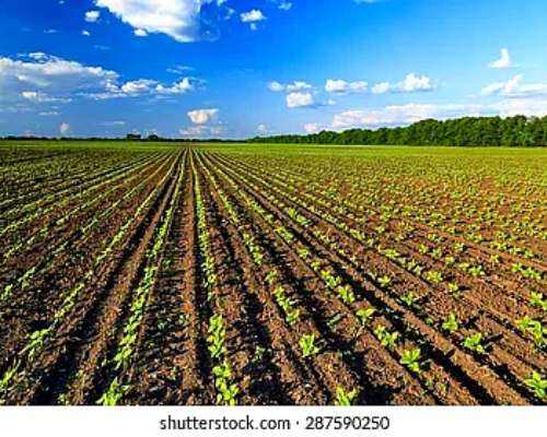Venta de Campo, Corralito.