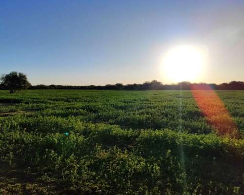 25 Hectareas con 4 Hectareas de Alfalfa Arriendo a 3 Años