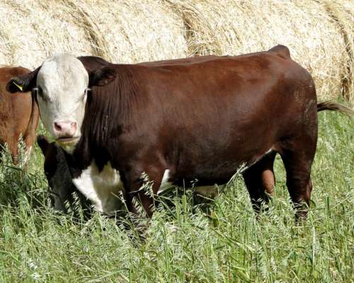 Toro Hereford Puro de Pedrigue