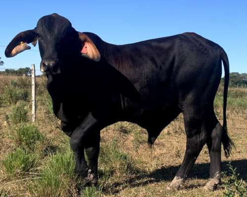 Toro Brahman Bien Campero
