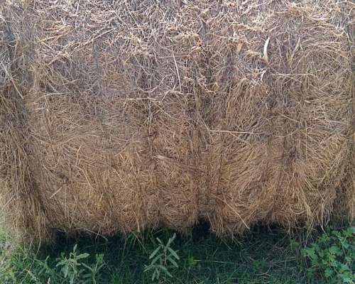 Rollos Buenos de Festuca