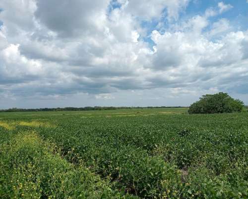 105 Ha Agrícolas. muy Buen Campo. Nogoyá