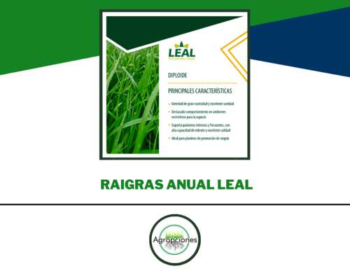 Semilla de Raigras Anual Leal - Criadero el Cencerro