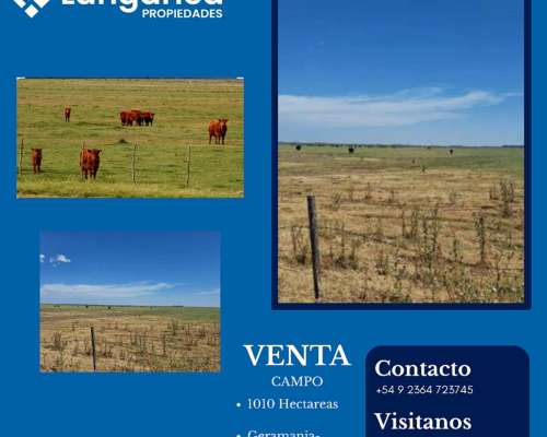 Campo Pinto 1010 Hectárea