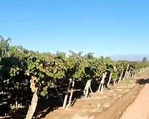 42 Ha Excepcional Finca Vitivinicola, Lavalle, Mendoza