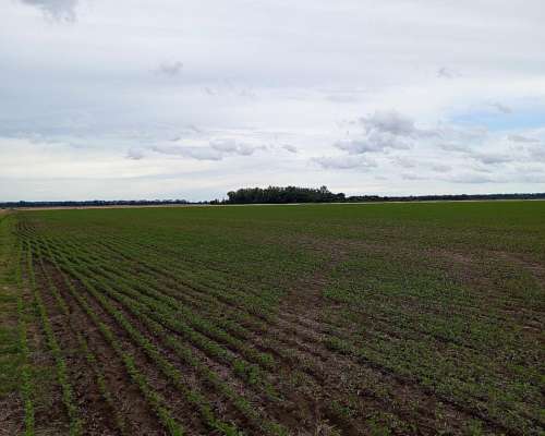 Campo 70 Hectáreas Agricolas