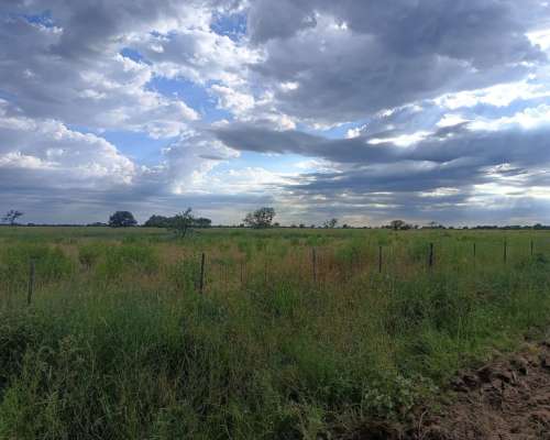 250ha. en las Saladas
