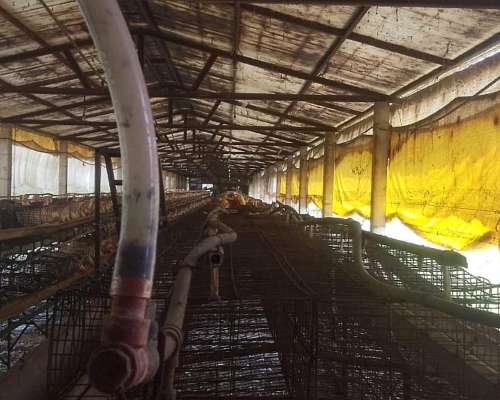 Jaulas para Gallinas Ponedoras 8.000 Aves