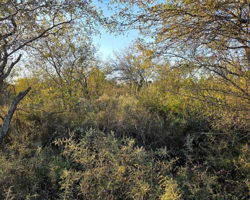 Vendo Campo en Lugones S/ Ruta 34 SGO del Estero 947 Has