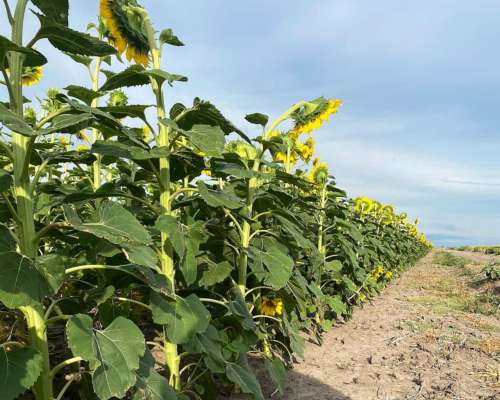 Venta Campo Mixto 687 Has. Zona Tostado (est. Pini) Santa FE