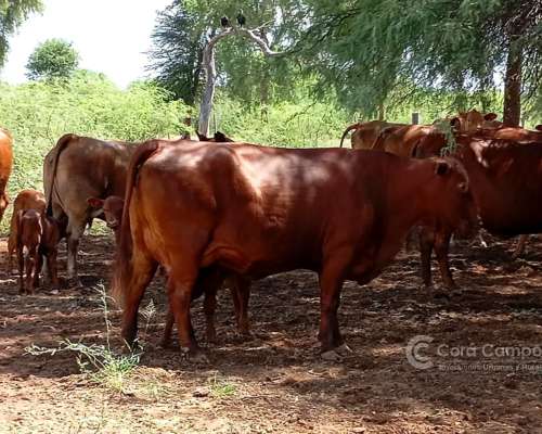 Campo en 4000 HA. Ganadero, Armado, con Todas las Intalacion