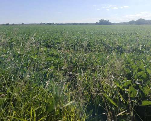 En Venta 40 Hectáreas Agricolas Netamente Productivas.