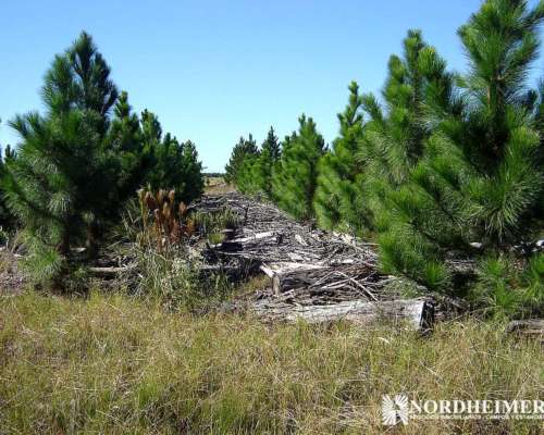 Concepción, Corrientes - 2.793 Ha