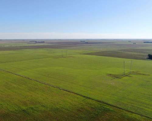 1520 Has Coronel Dorrego, Buenos Aires - Agrícola - Venta