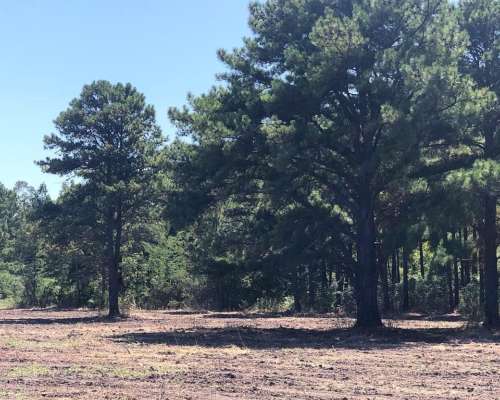 22 Ha Arboladas en Andino