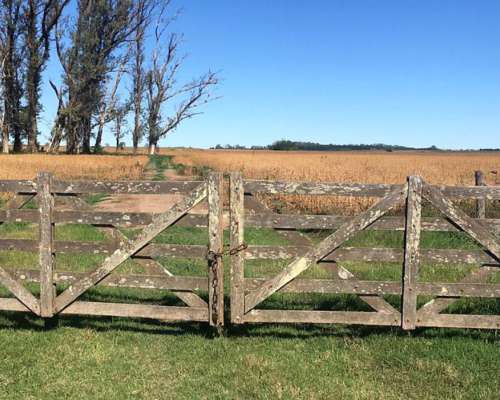 Venta Campo San Pedro Oportunidad 47 Hectáreas Agrícolas