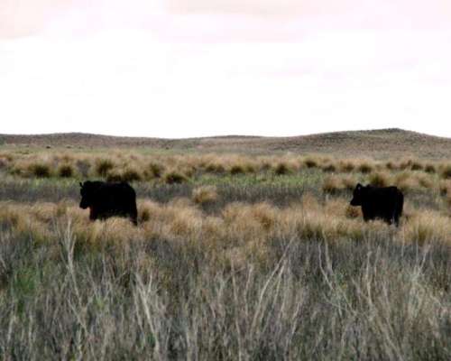 Venta de Campo Ganadero 5000 Has Utracán, la Pampa