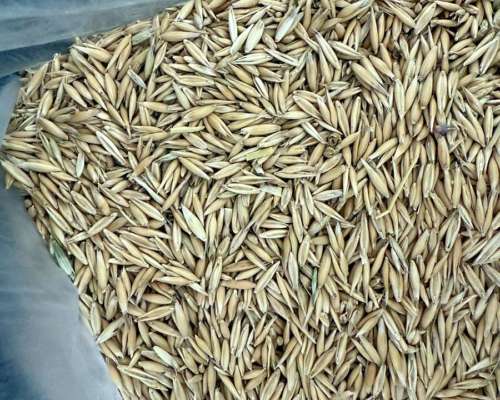 Productor Vende Avena Cosecha Diciembre 2025. Alta Calidad