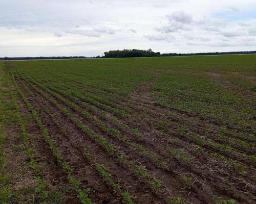 200 Hectáreas Agricolas Zona Núcleo.
