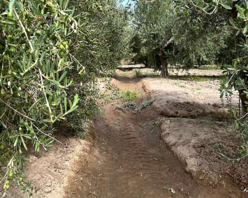 Finca en Venta 18.5has de Olivos, 3 de Mayo, Lavalle