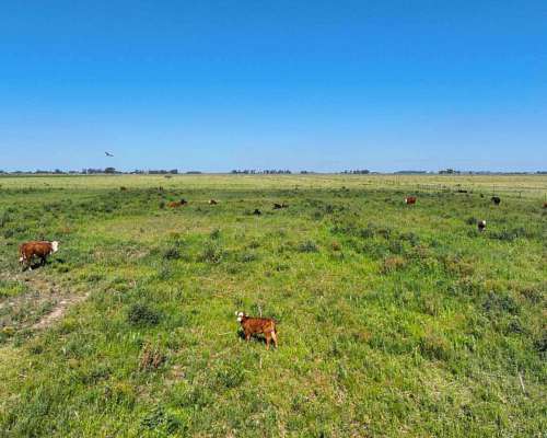 Pcia. de Santa FE - Perez 265 Has