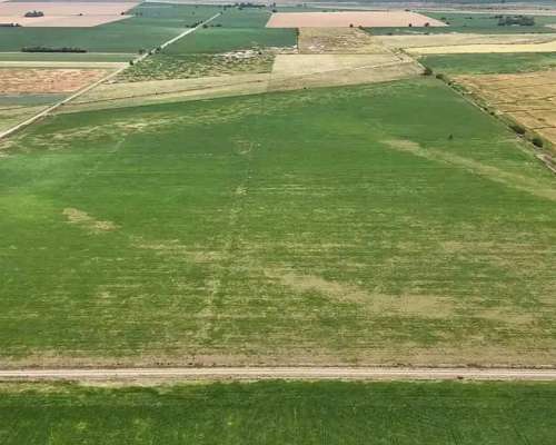 Campo Arequito. 89 Has