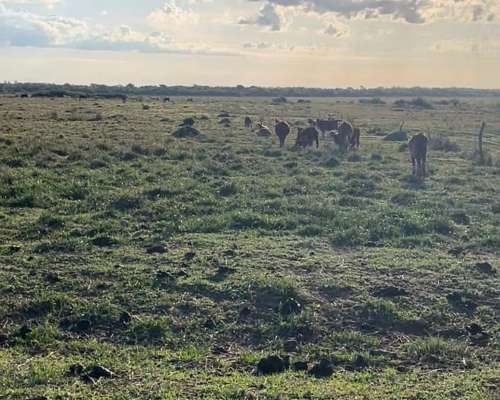 Se Arrienda Campo Mixto en Corrientes