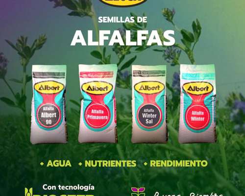Alfalfa Albert Primavera - Grupo 7