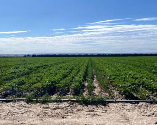 El Carrizal, Lujan de Cuyo, Mendoza - 359 Ha