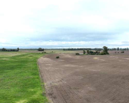 140 Has. Campo Mixto con Mejoras y Arboleda en Mercedes