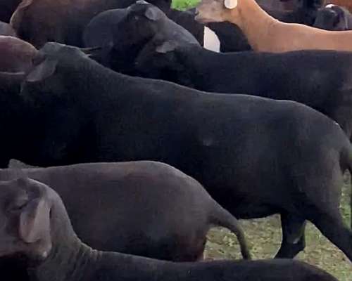 Borregas y Carneros Santa Inés