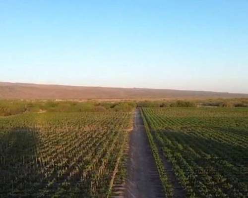 Finca 8has - PIE de Palo - Caucete - San Juan