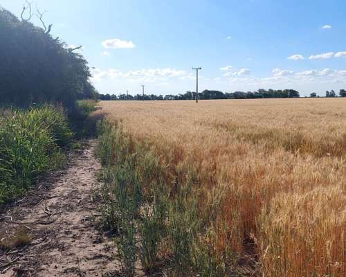 9105 Has SE Venden en Zona Moises Ville