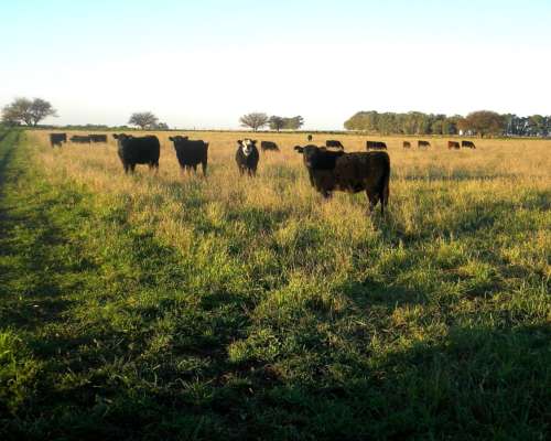 Venta 315ha en Rivera BS AS Mixto