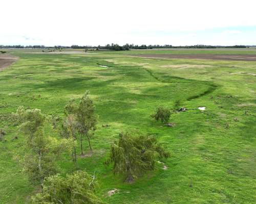 140 Has. Campo Mixto con Mejoras y Arboleda en Mercedes