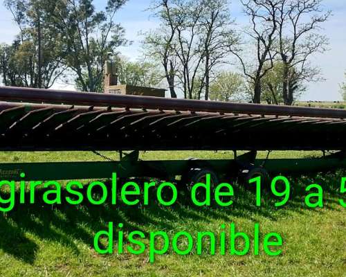 Girasolero Piersanti de 19 a 52