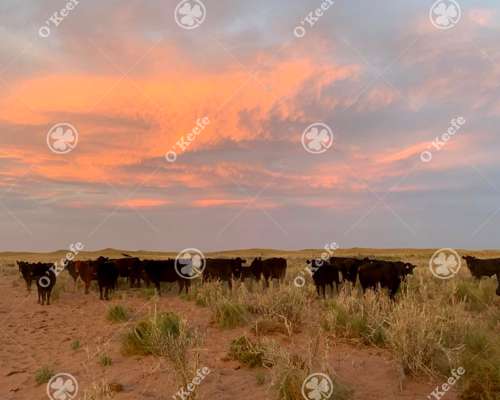 Campo en Venta 28000 Has, Gral Alvear, Mendoza
