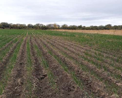 Campo en Venta - 30 Has