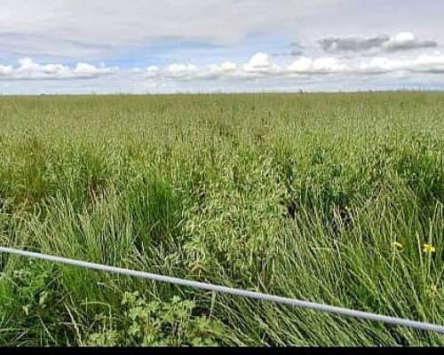 Campo en Chasico - Torquinst 665 Has